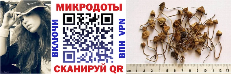 где купить наркоту  Кингисепп  Галлюциногенные грибы GOLDEN TEACHER 